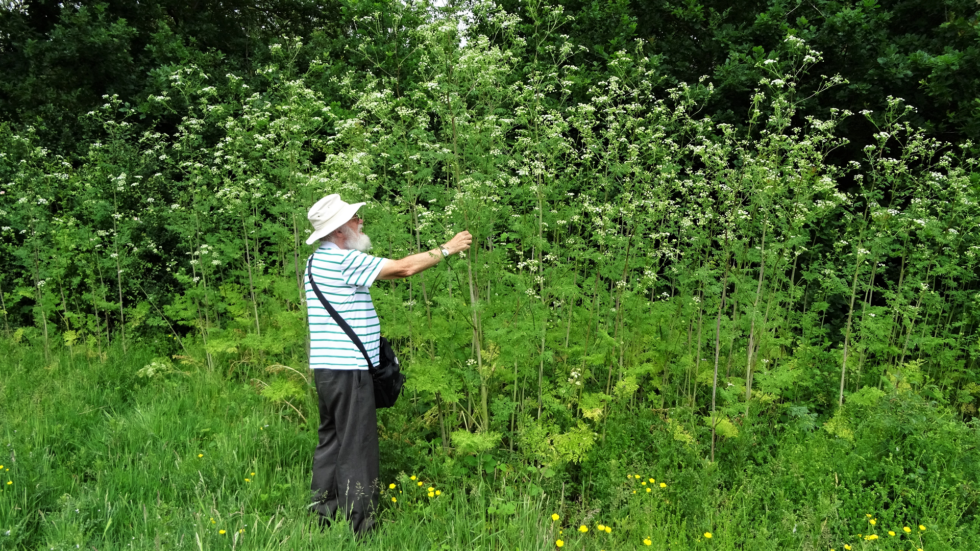 Hemlock