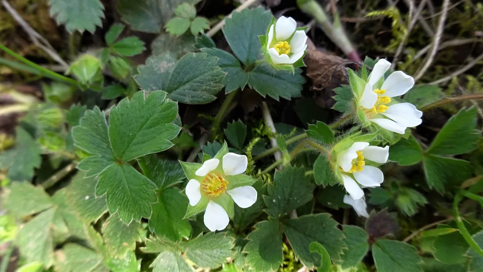 Barren Strawberry