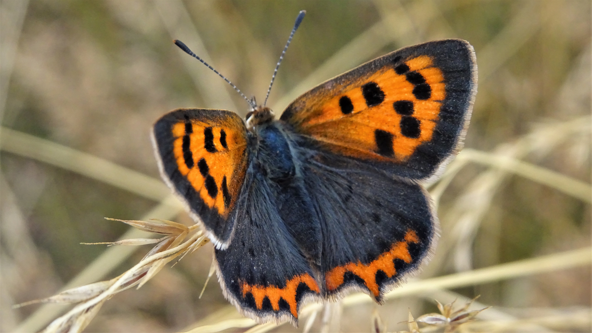 Small Copper Lycaena phlaeas