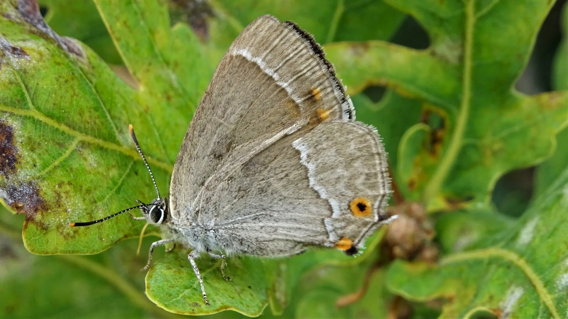 Purple Hairsteak Favonius quercus