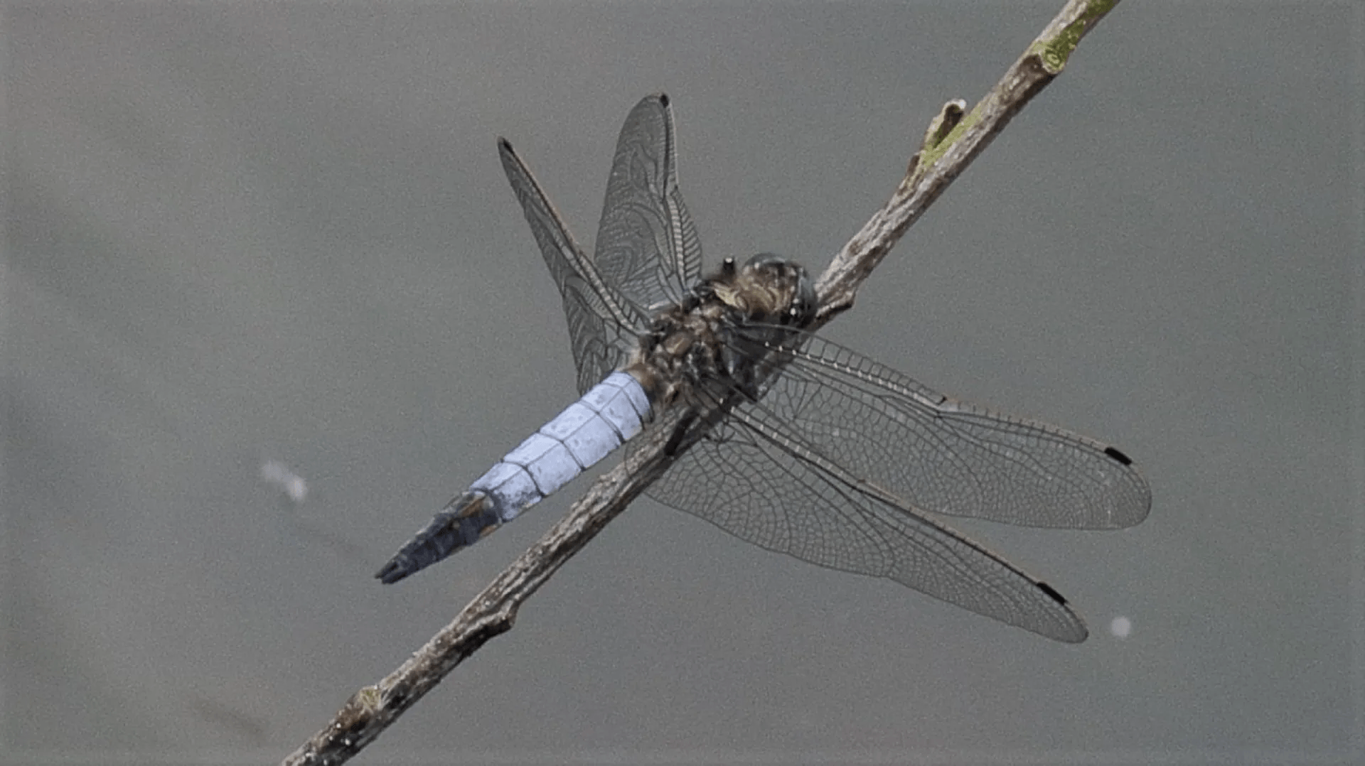 Black-tailed Skimmer