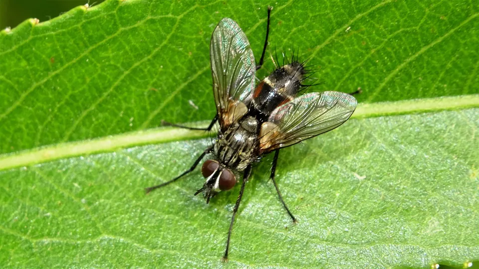 Red-sided Parasite Fly
Eriothrix rufomaculata