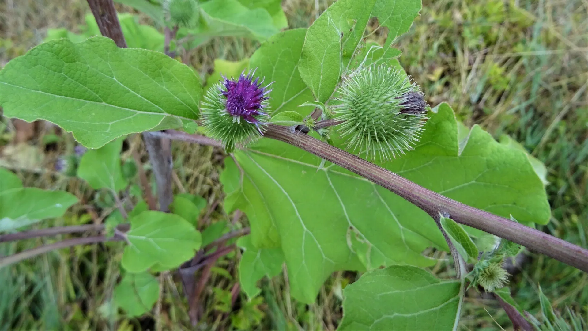Greater Burdock
Arctium lappa
