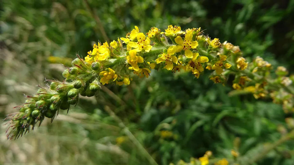 Agrimony