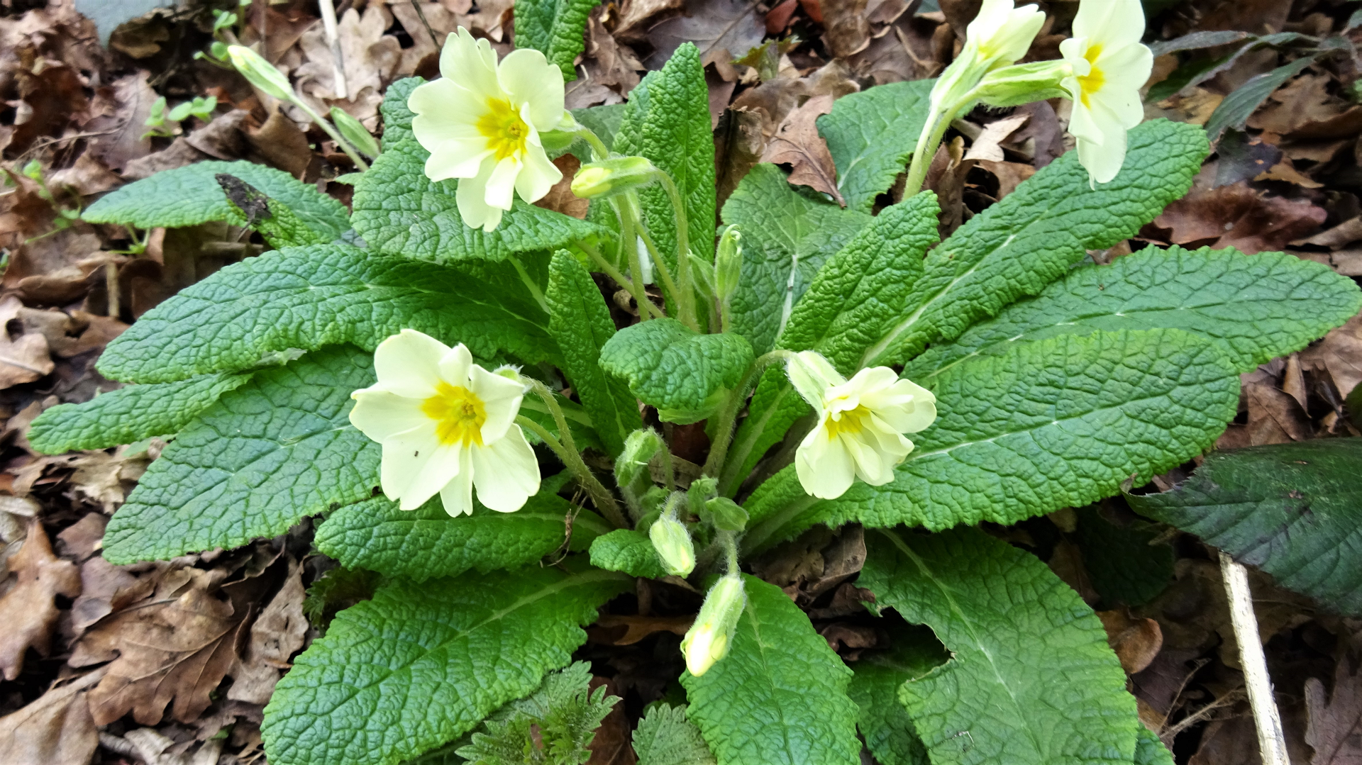 Primrose