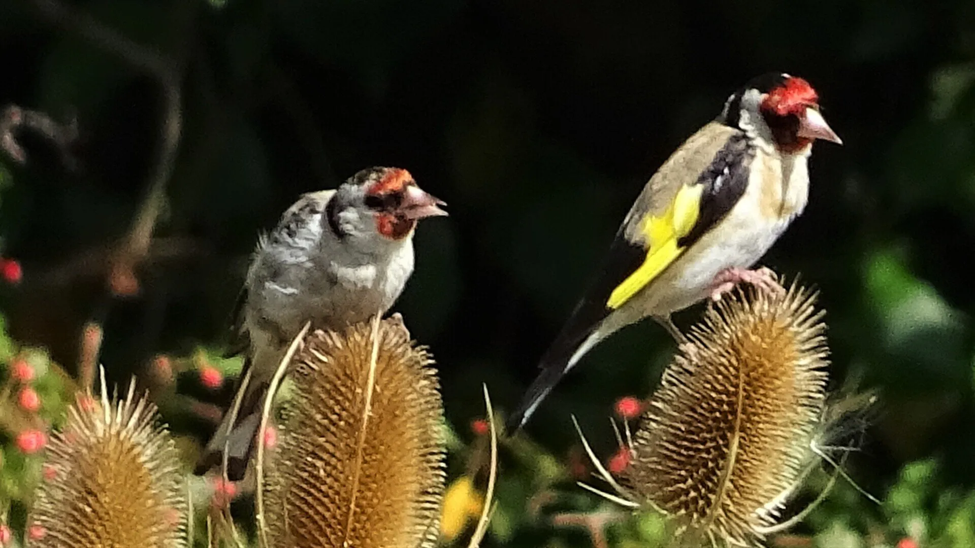 Goldfinch