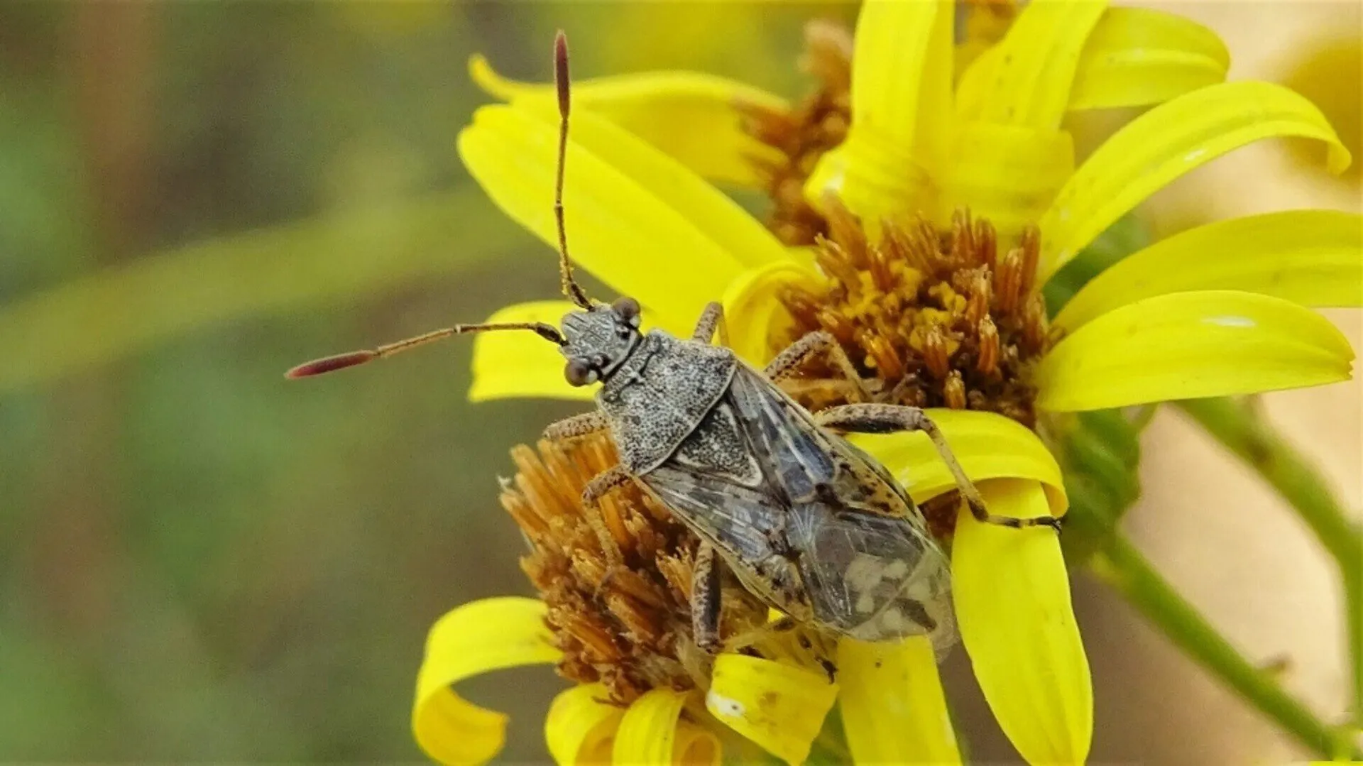 Glass-winged Bug