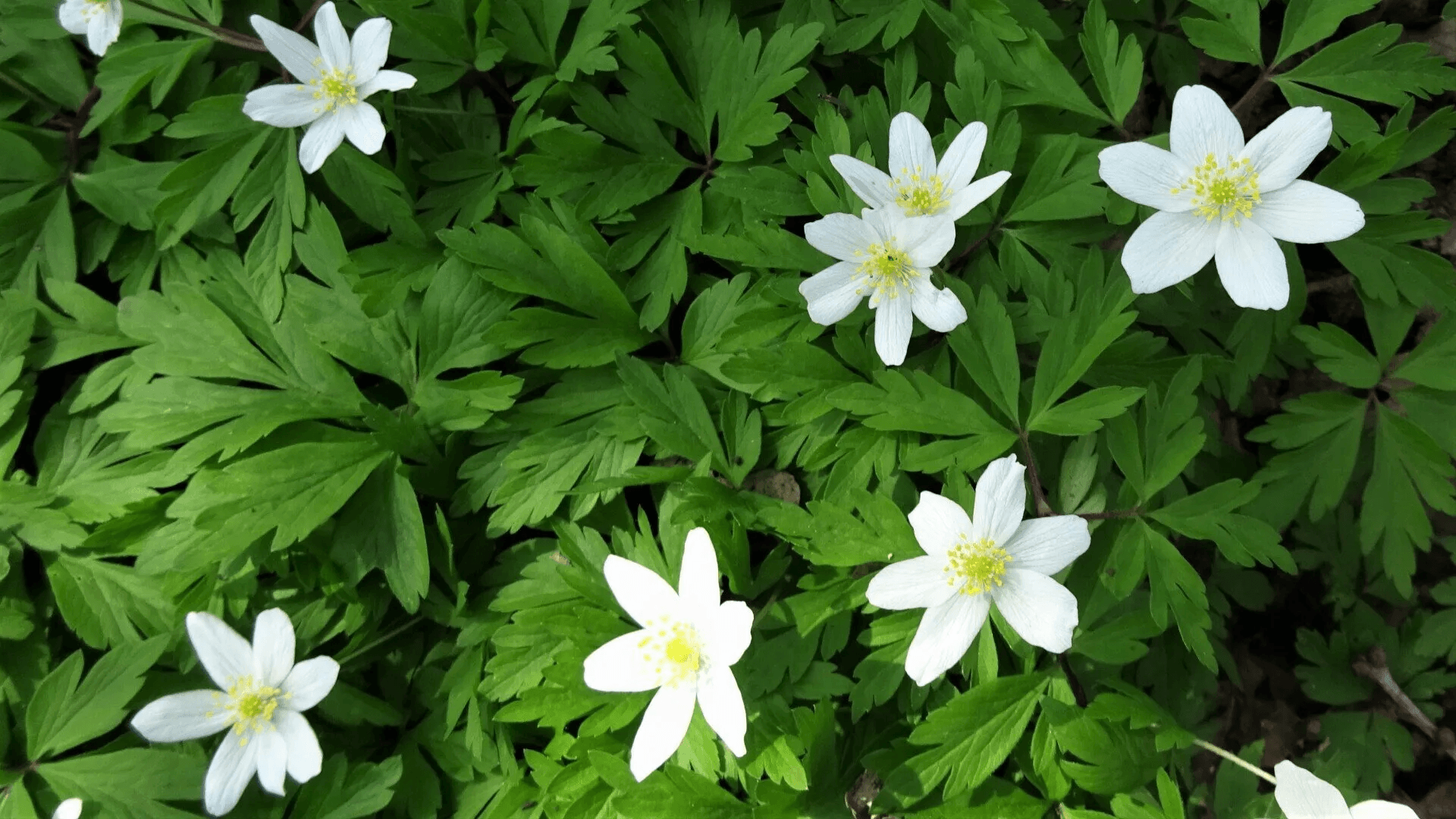 Wood Anemone 