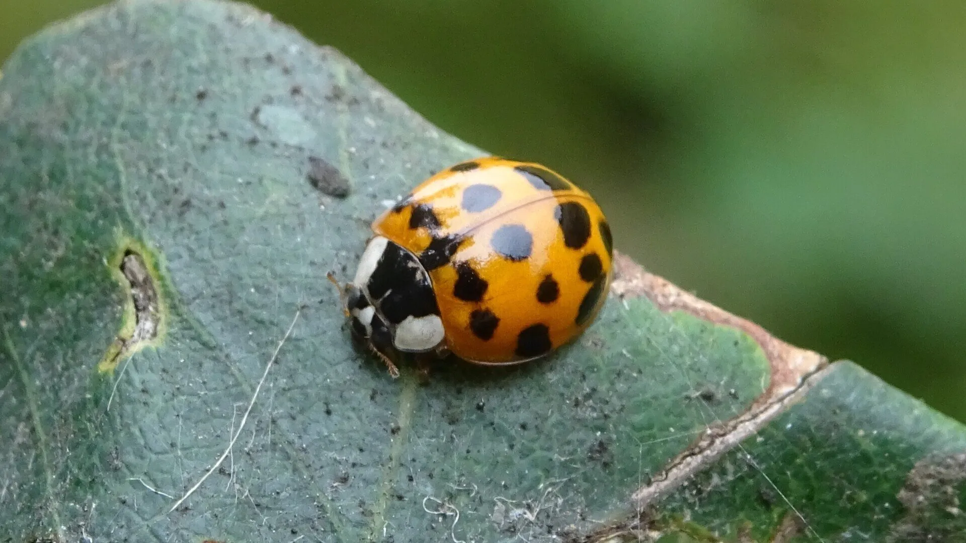 Harlequin Ladybird