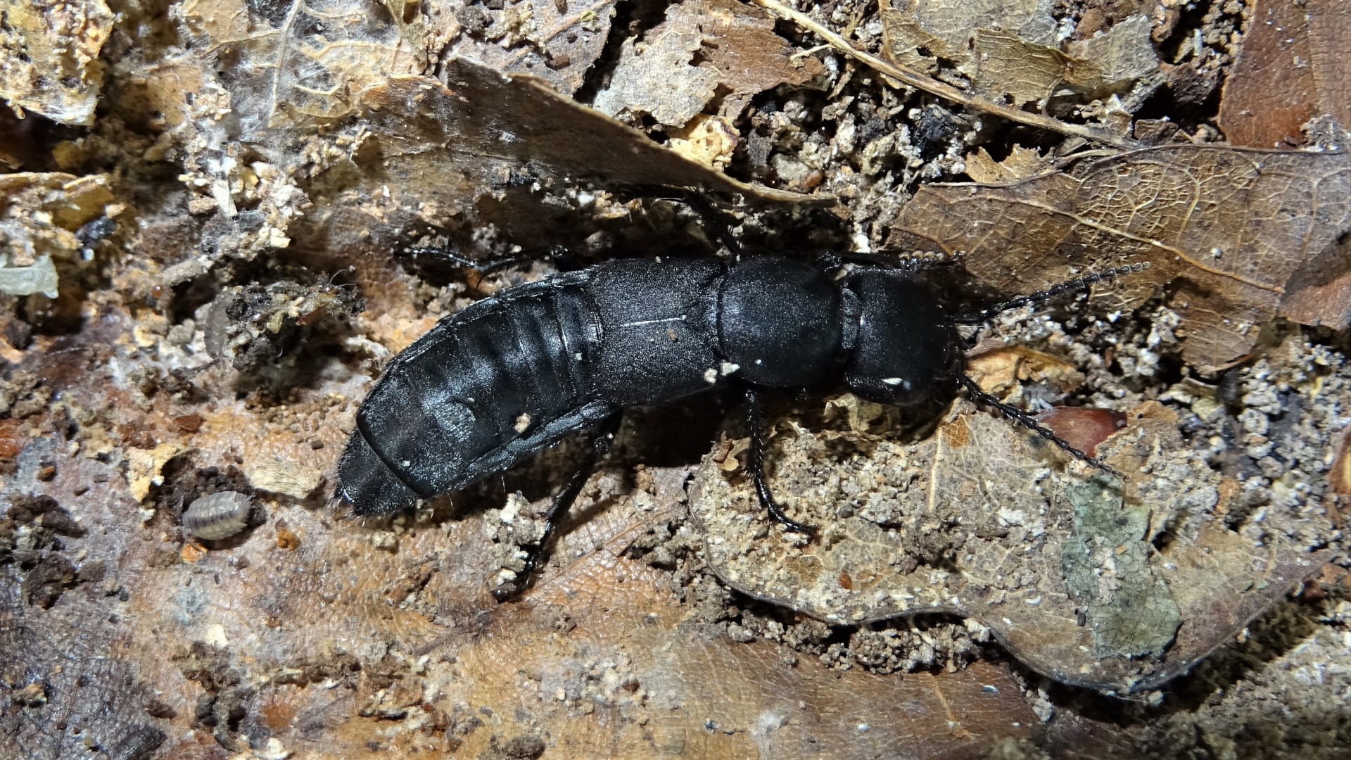 ROVE BEETLE