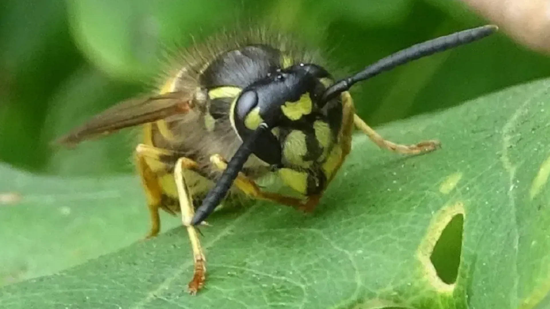 Common Wasp
Vespula vulgaris