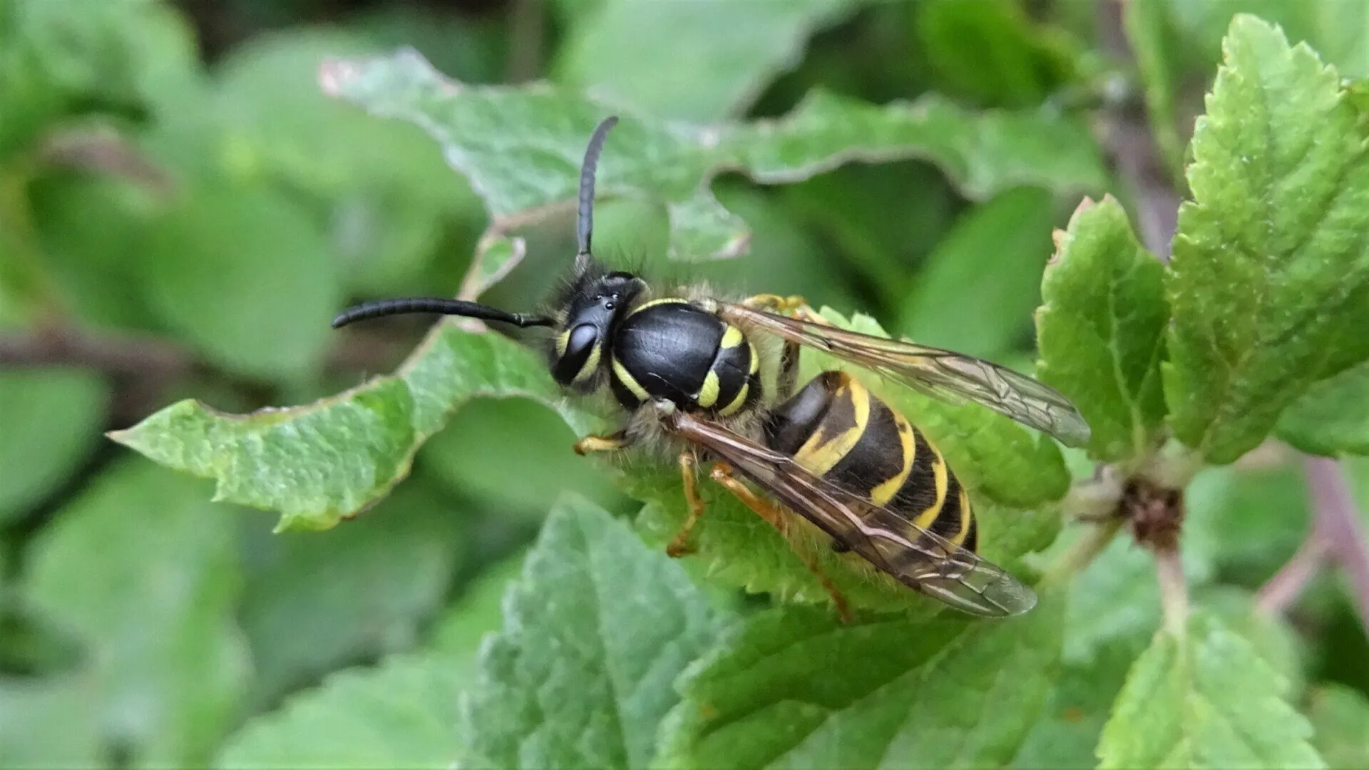 Common Wasp
Vespula vulgaris
