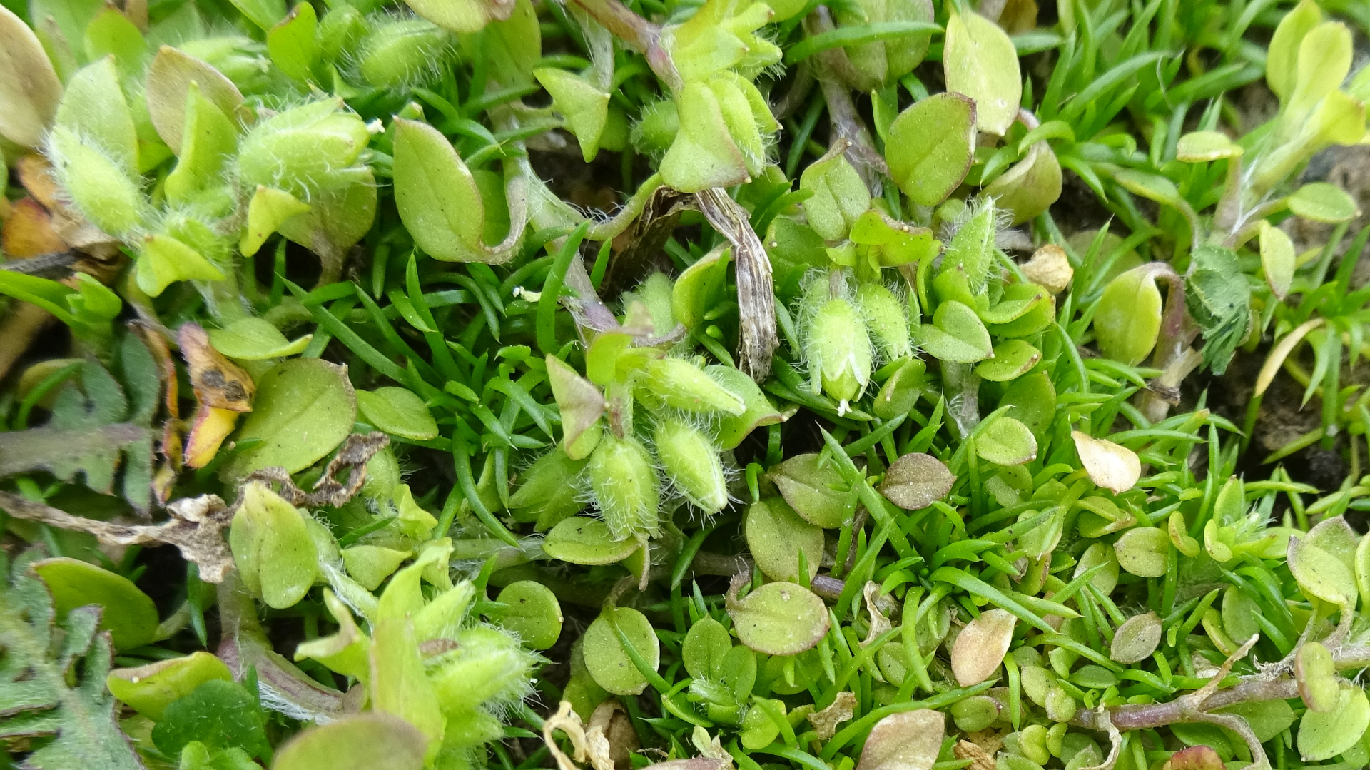 Procumbent Pearlwort 