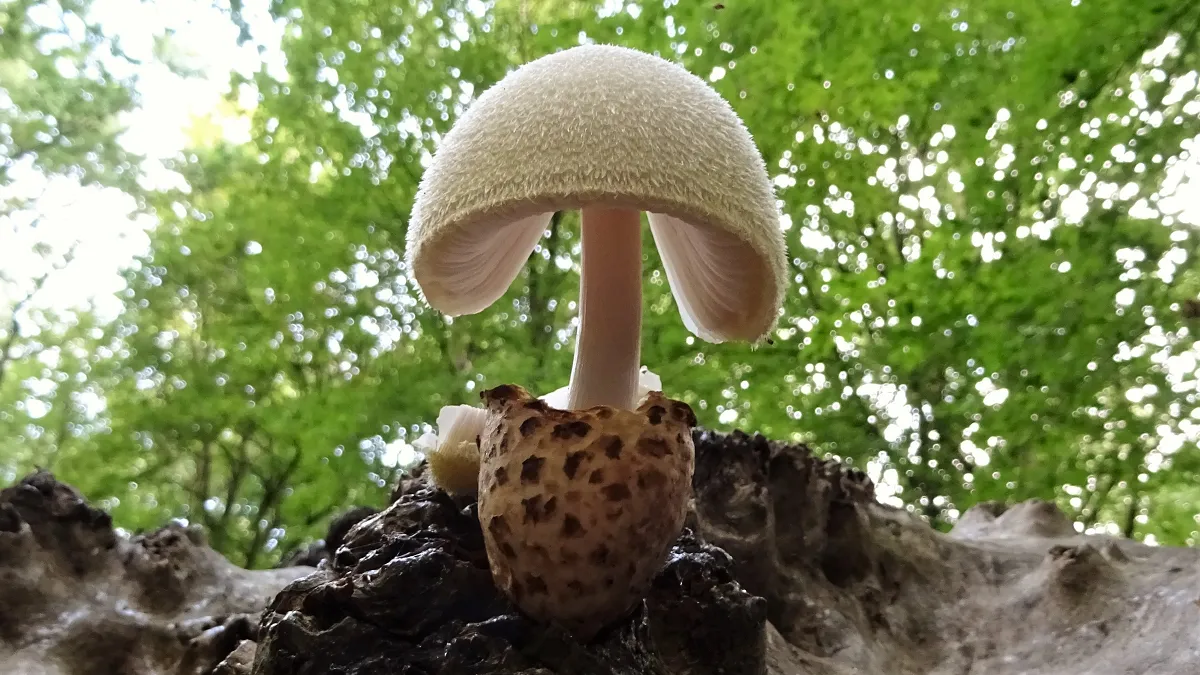 Silky Rosegill
Volvariella bombycina