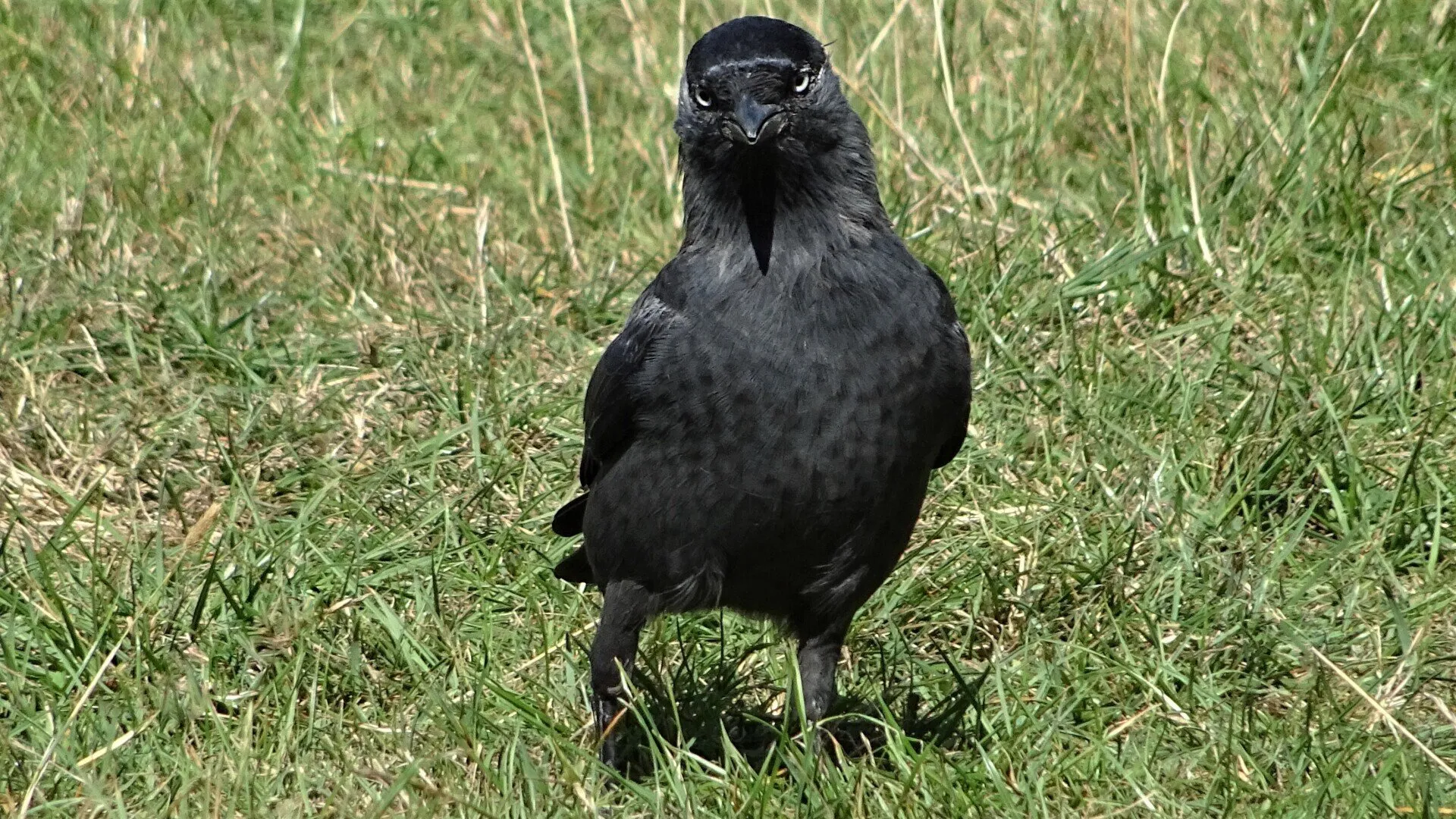 Jackdaw