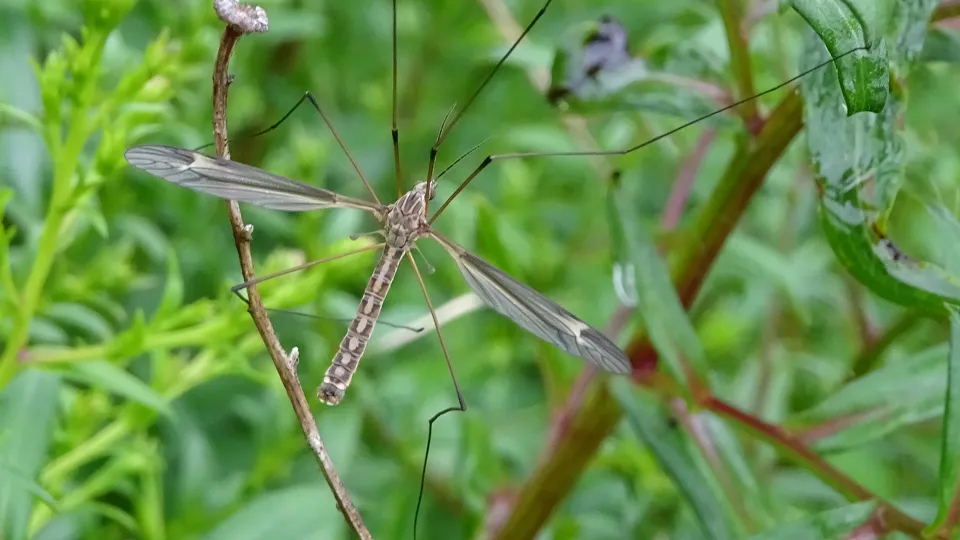 Tipula lateralis