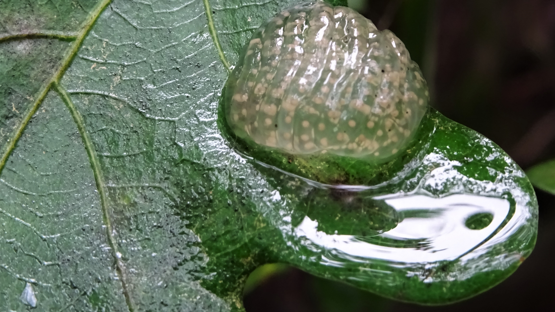 Caddisfly eggs