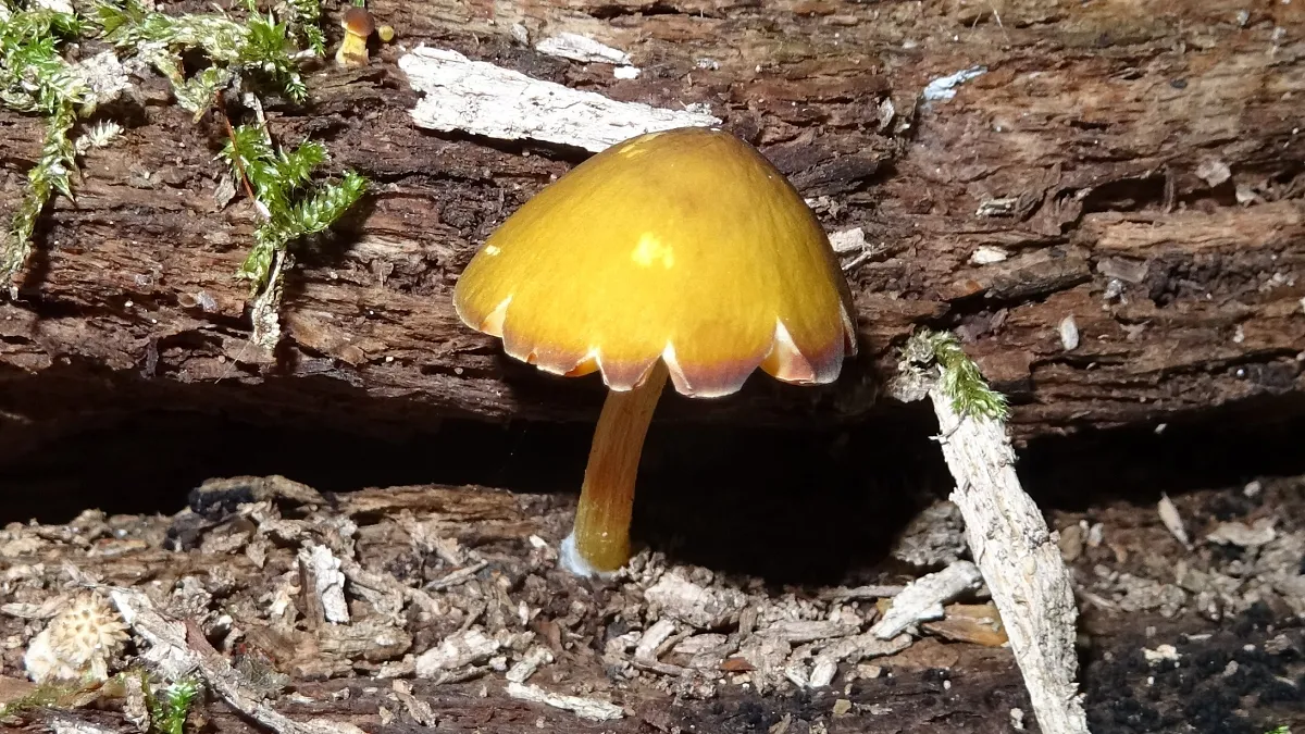 Yellow Shield
Pluteus chrysophaeus