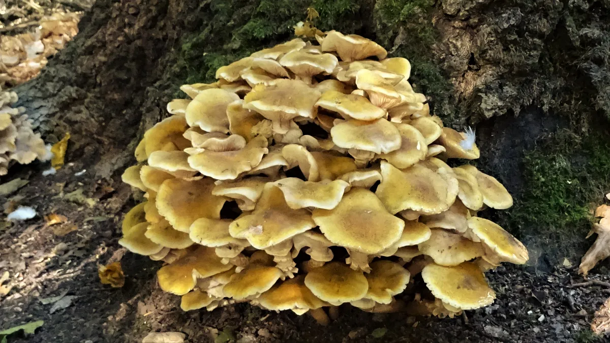 Honey Fungus
Armillaria mellea