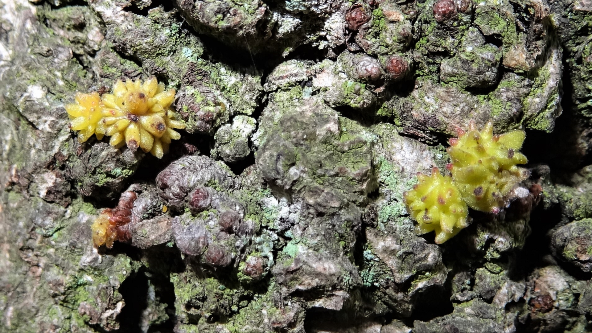 Rosebud Gall 