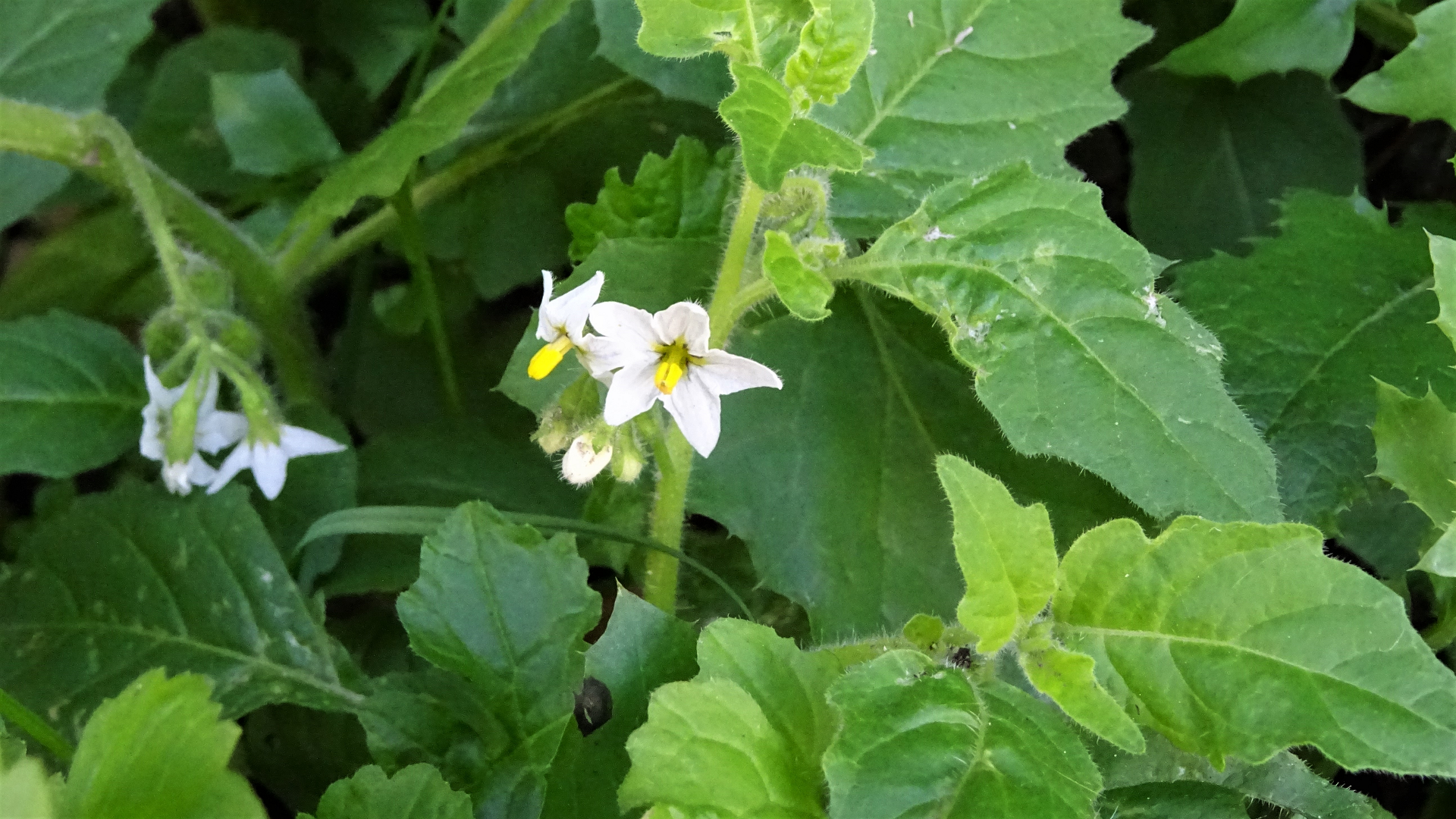 Black Nightshade
Solanum nigrum