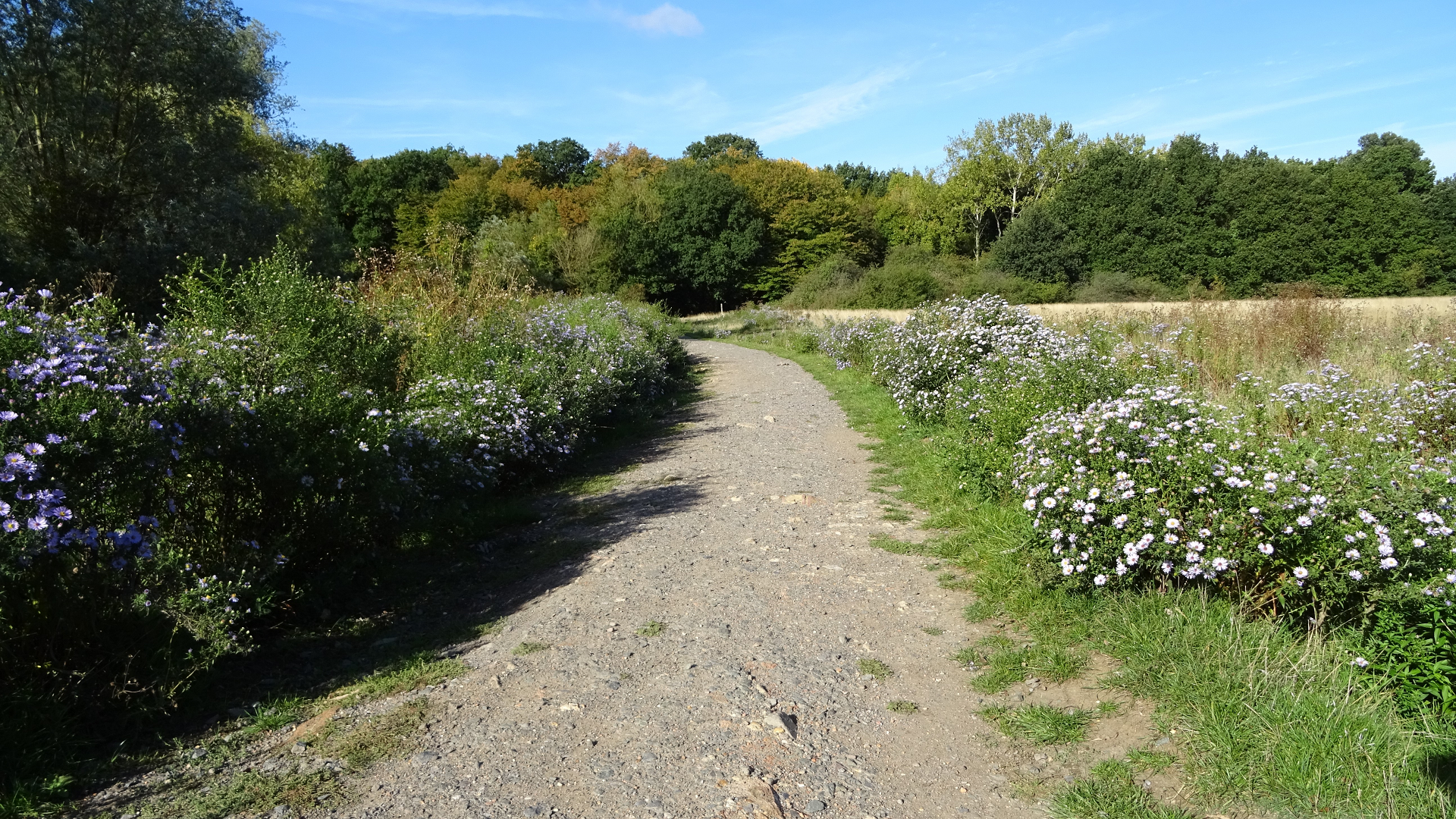 Hainault Lake
Path