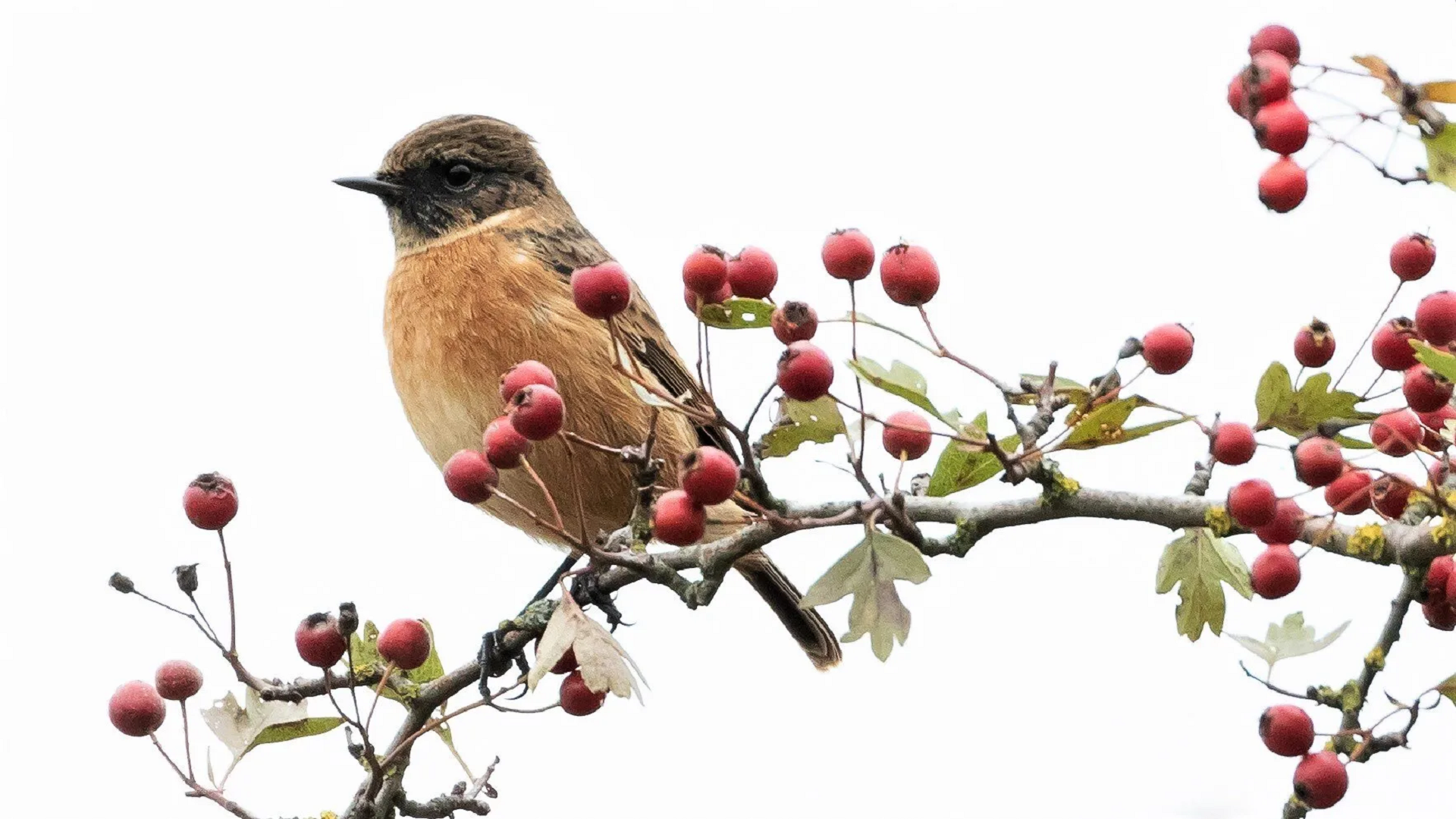 Stonechat