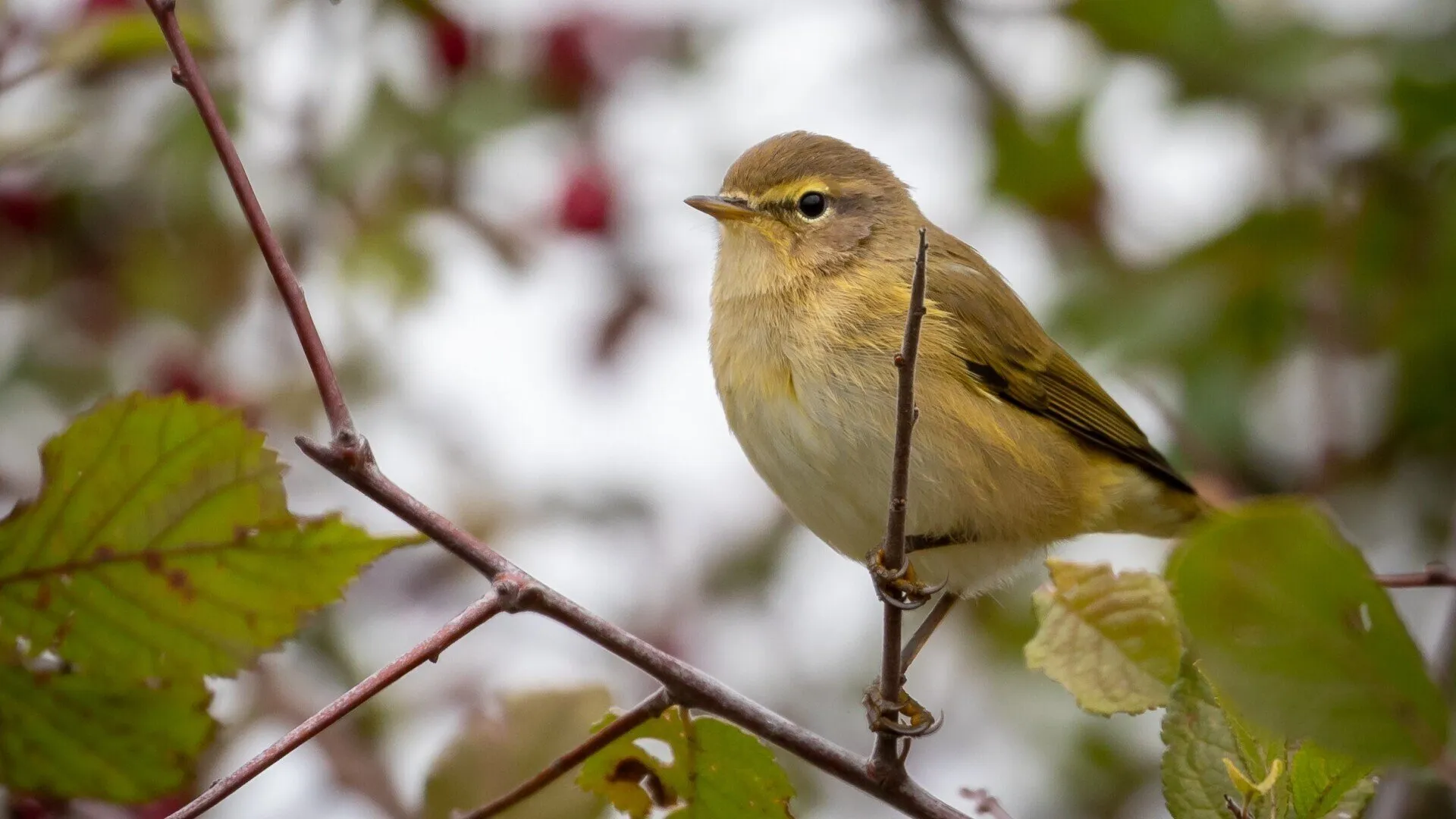 Chiffchaff
Phylloscopus collybita