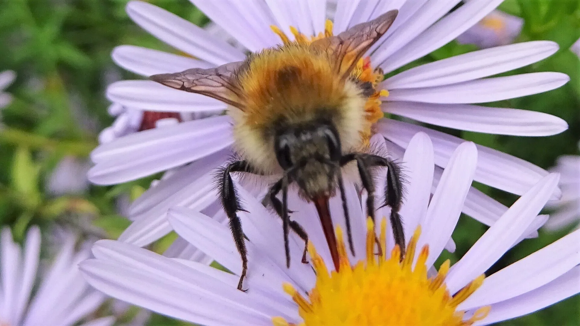 Leafcutter Bee 