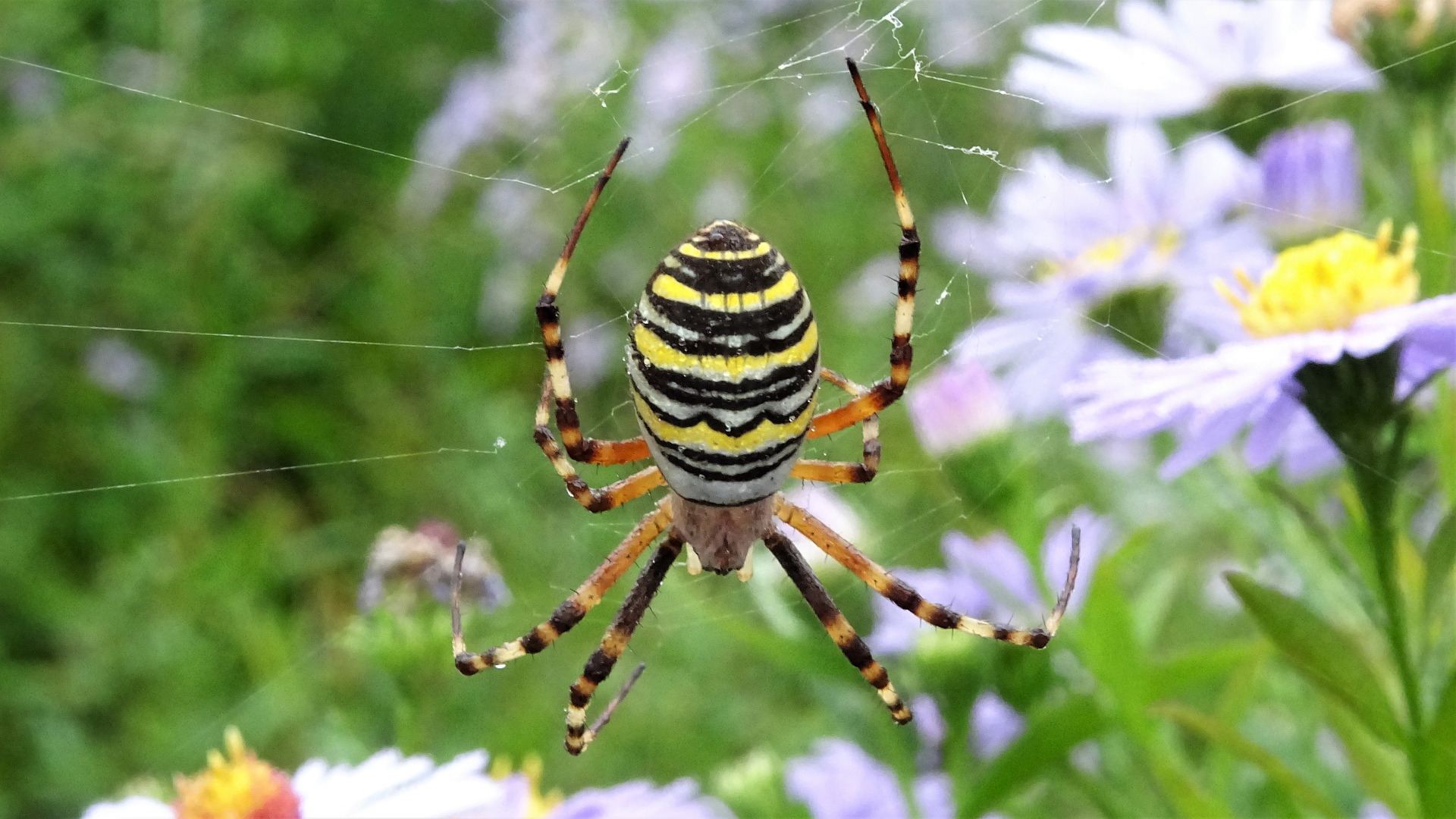 Wasp Spider