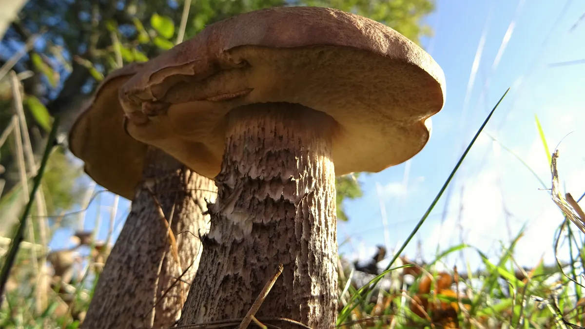 Penny Bun
Boletus edulis