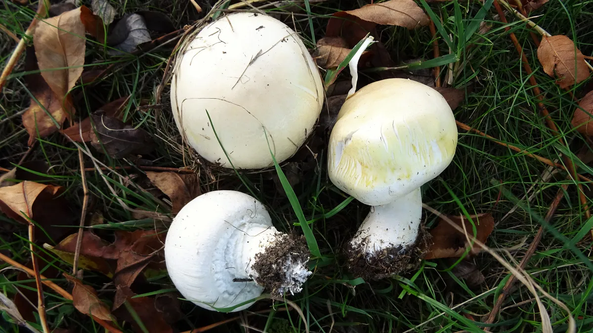 Yellow Stainer