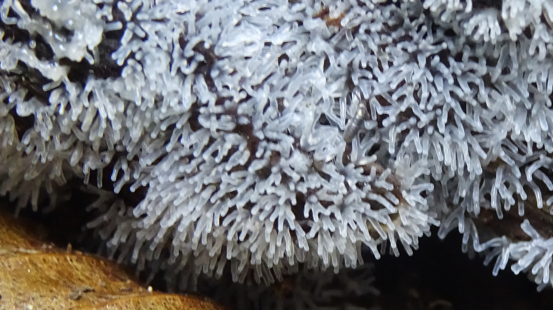 Ceratiomyxa fruticulosa