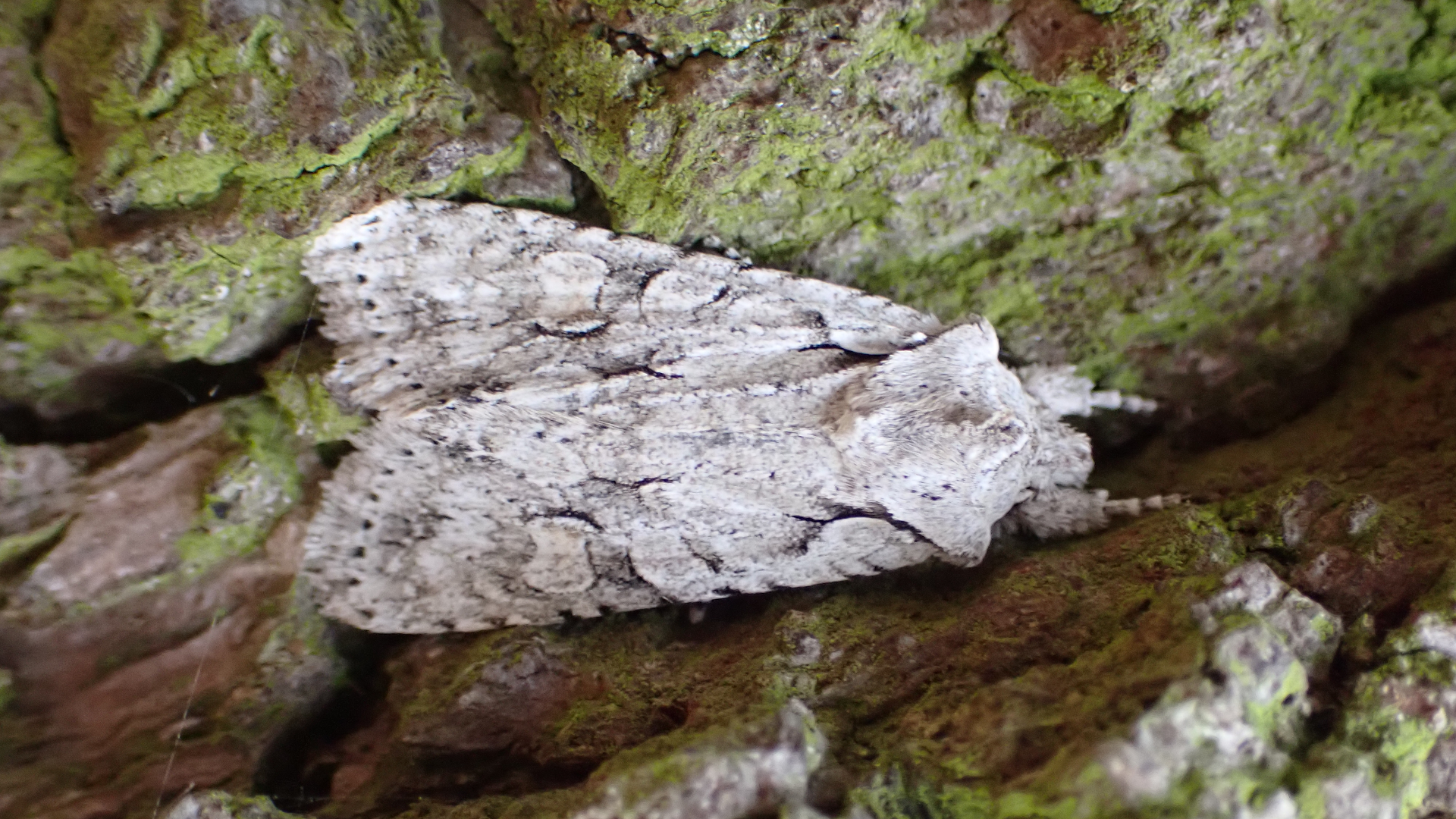 Grey Shoulder-knot