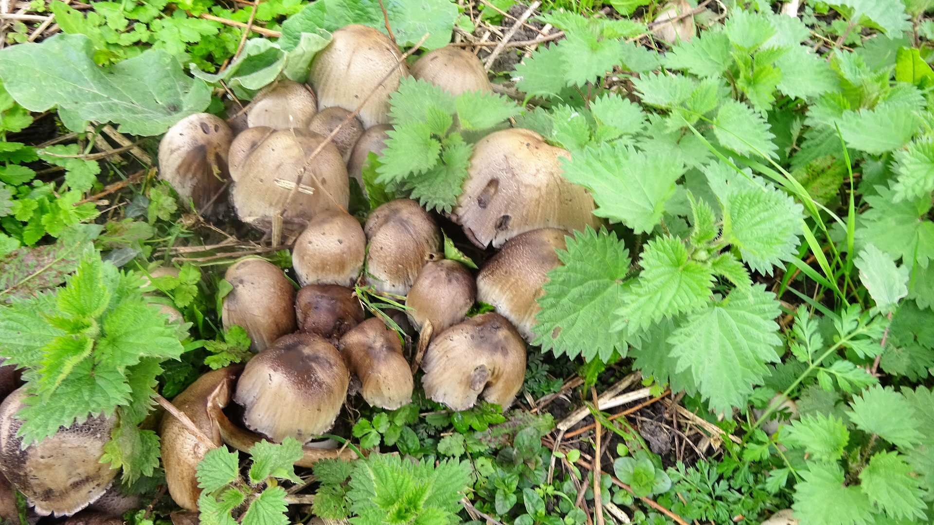 Common Inkcap
Coprinopsis atramentaria