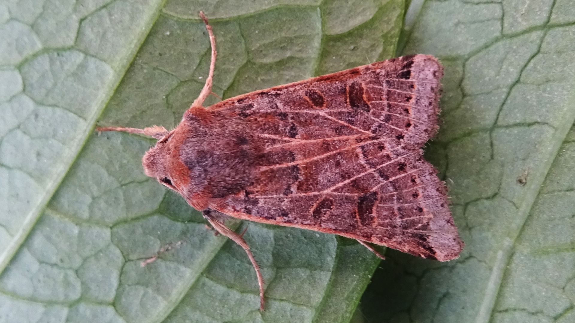 Lunar Underwing 