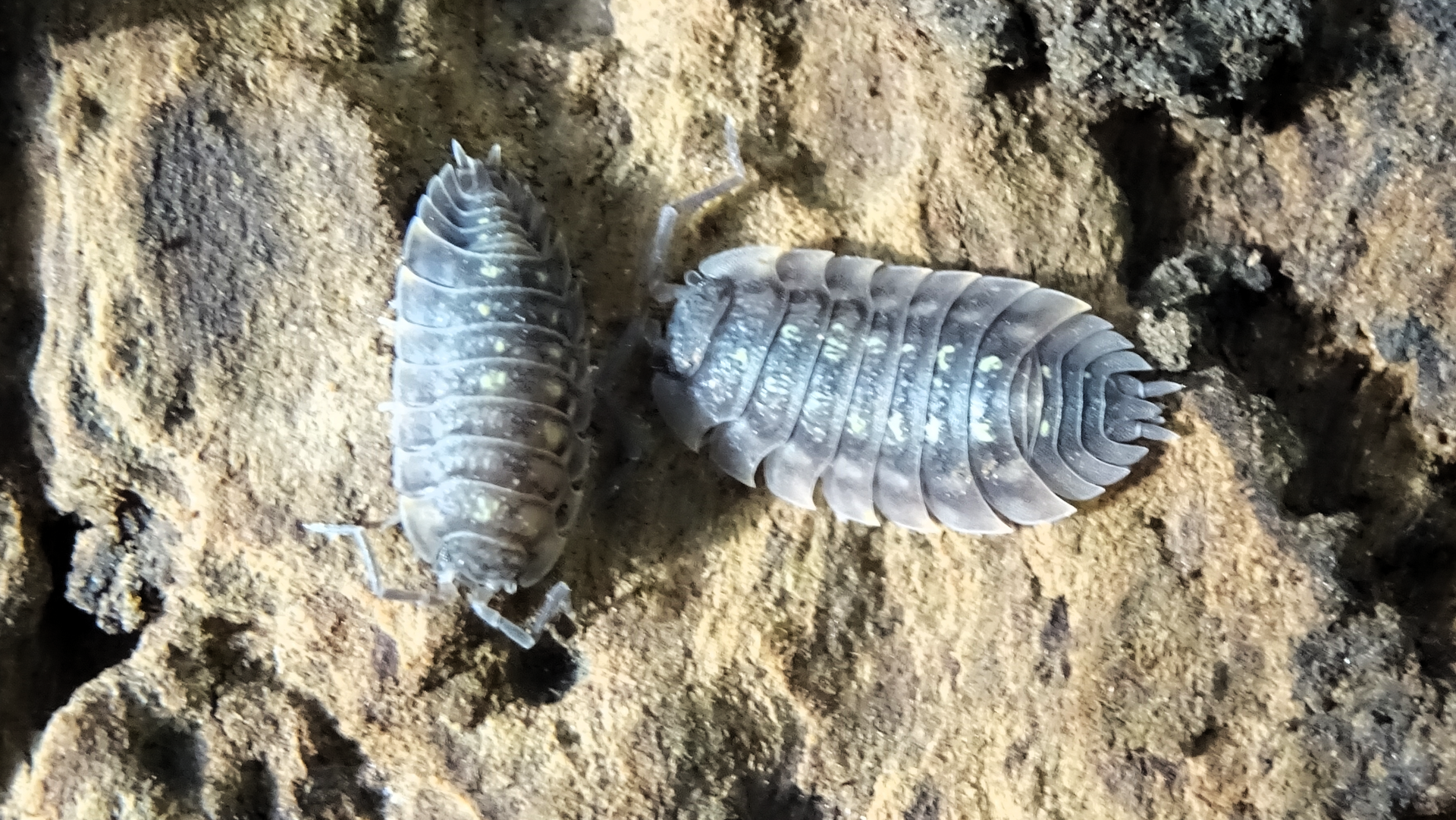 Common Shiny Woodlouse 