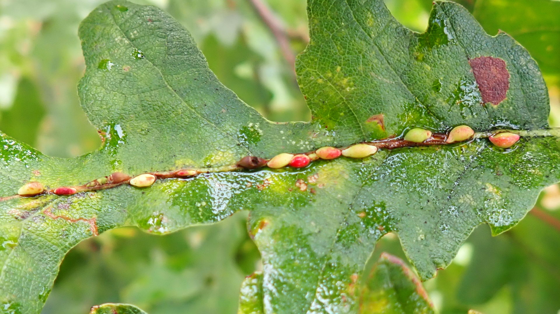 Jumping Bean Gall 