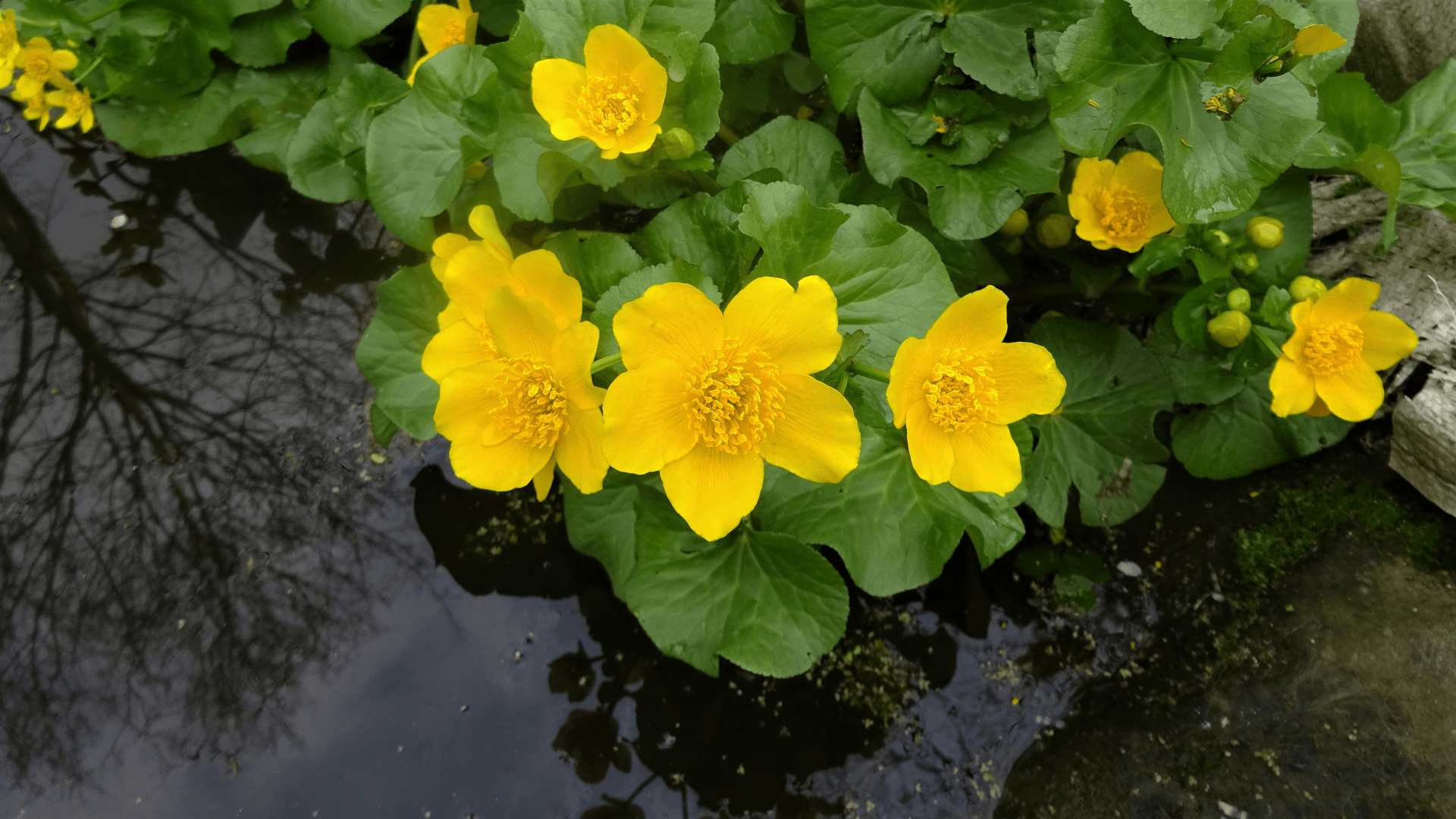 Marsh Marigold