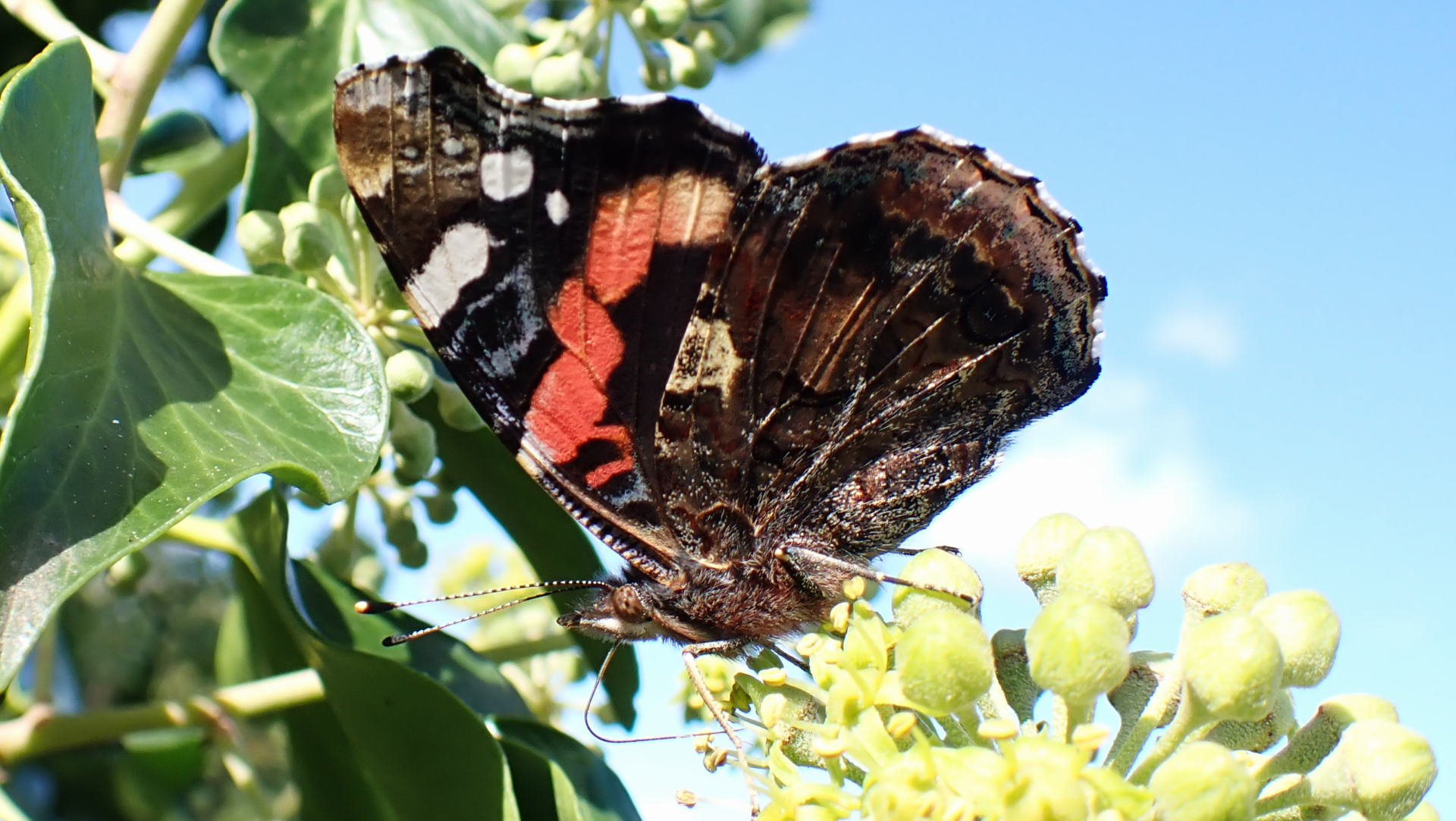 Red Admiral