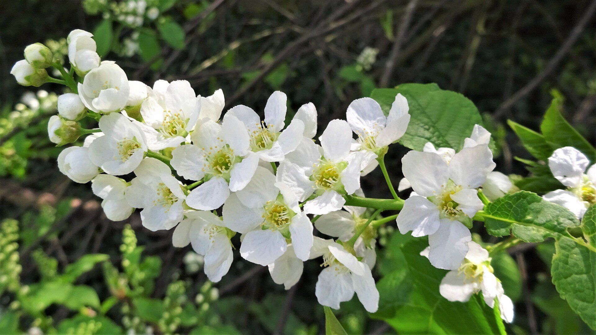 Bird Cherry