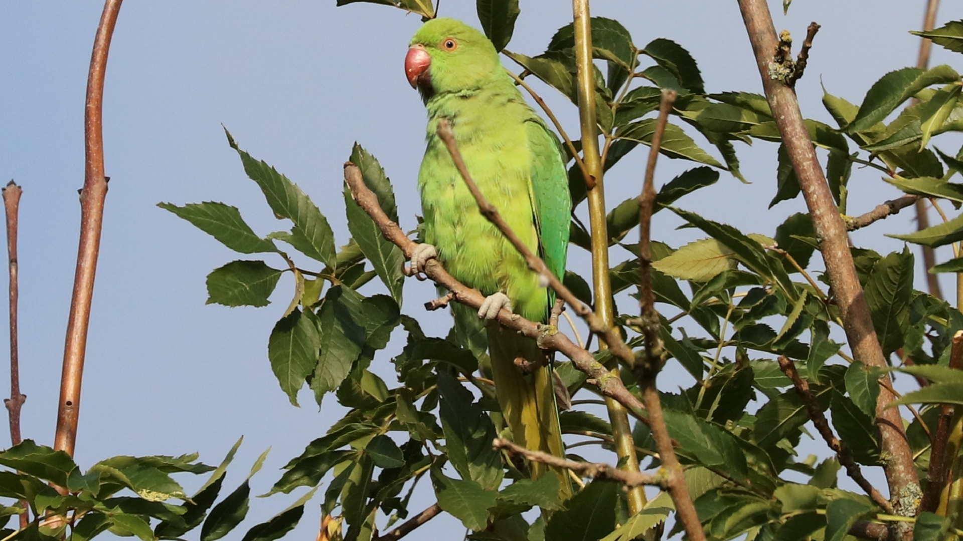 Ring-necked Parakeet