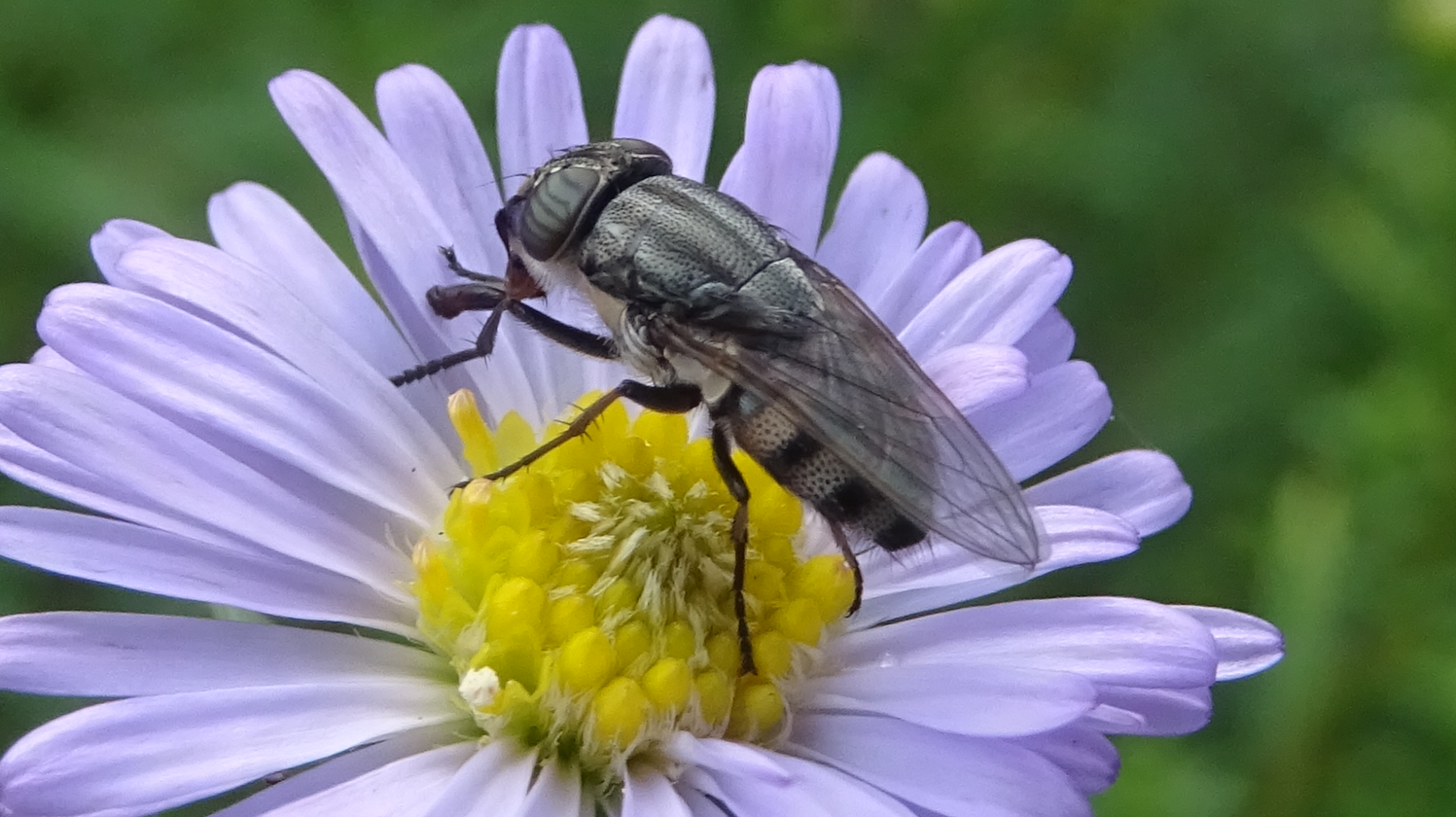 Locust Blowfly 