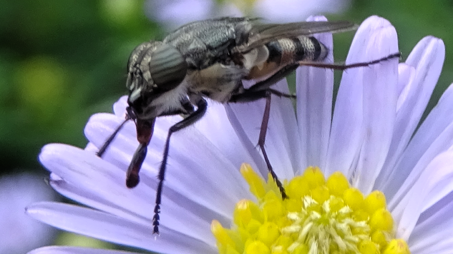 Stormorhina lunata