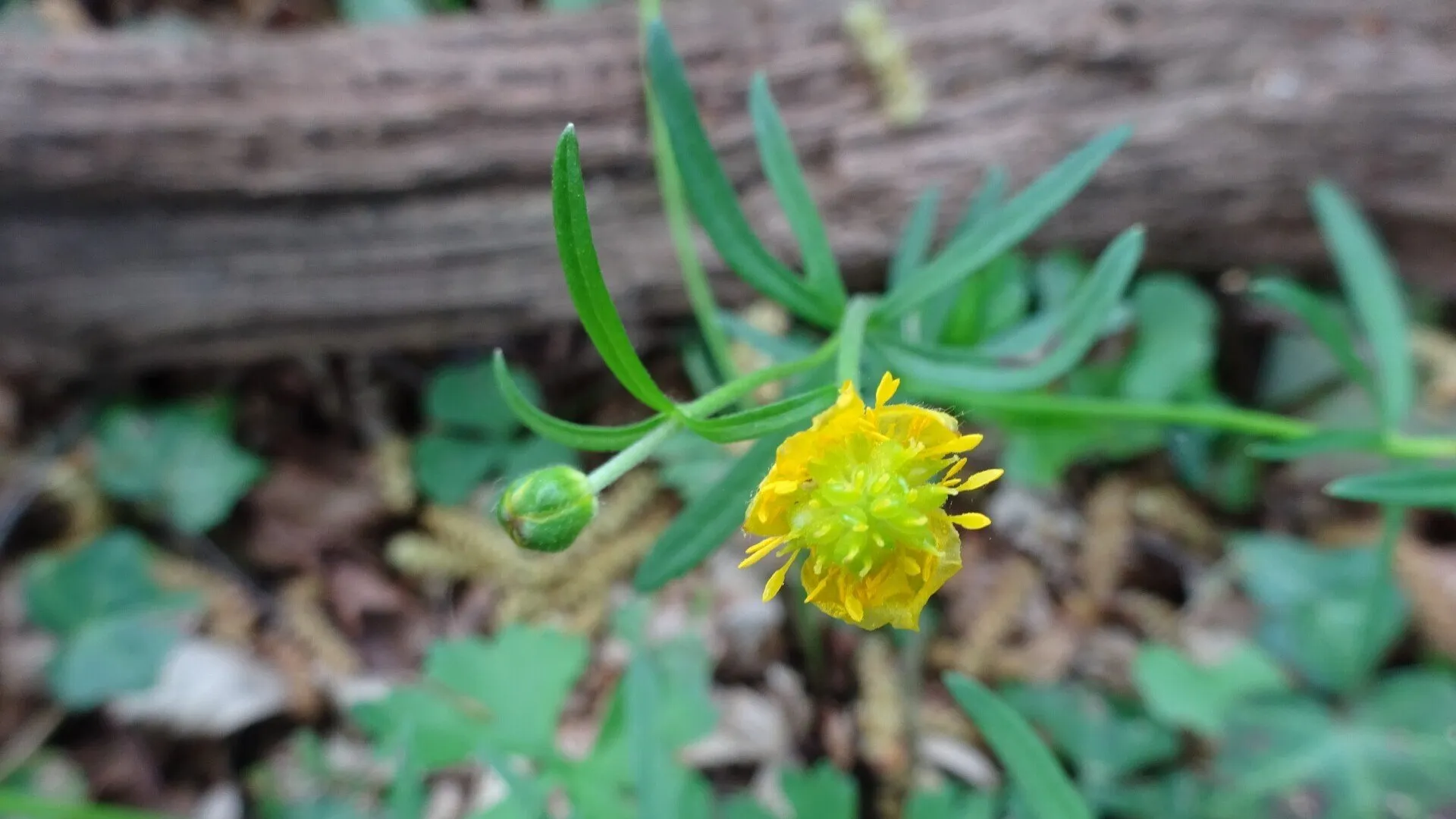 Goldilocks Buttercup