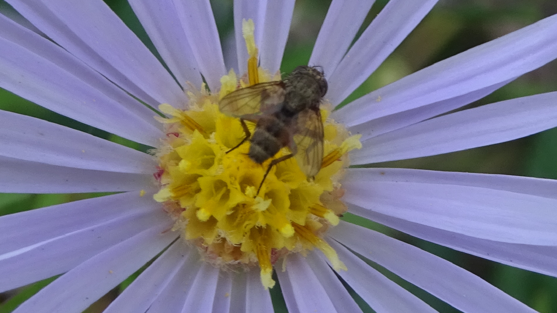 Beetle