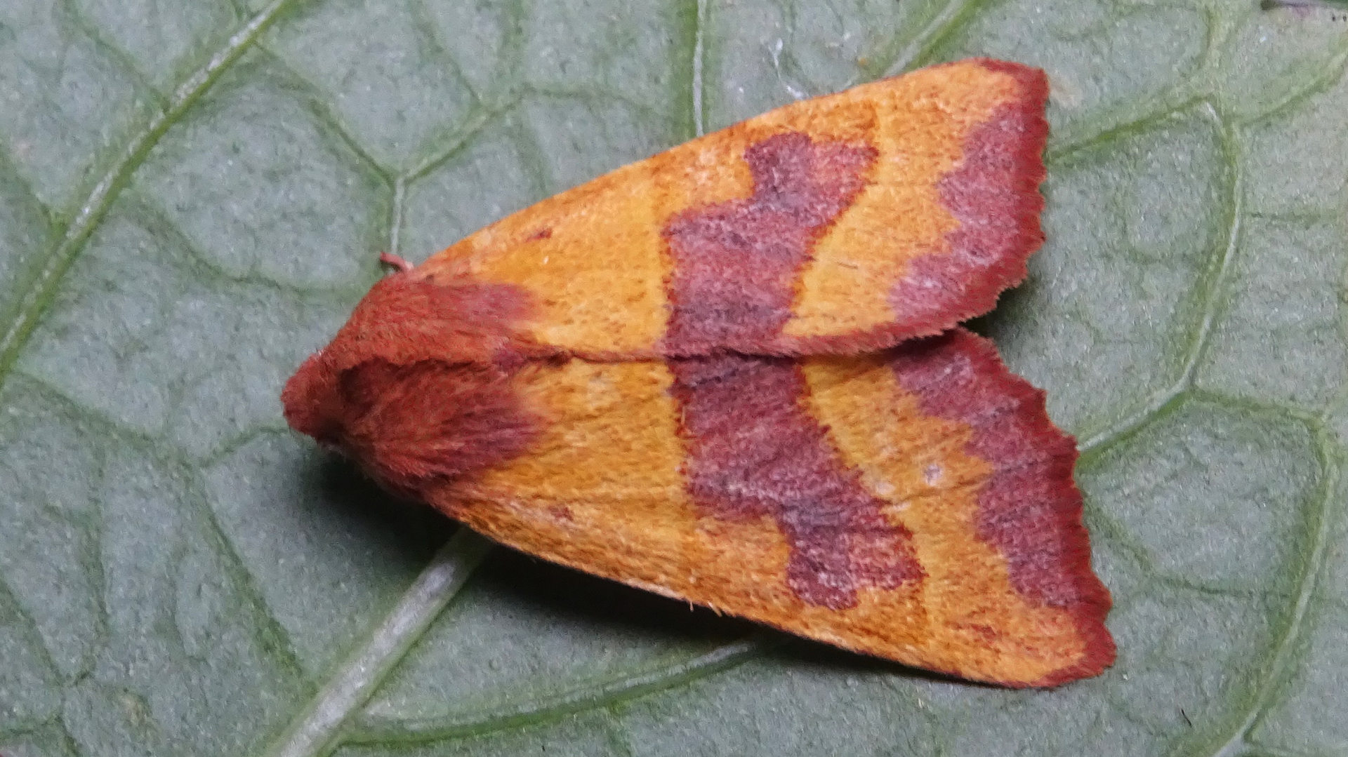 Centre-barred Sallow