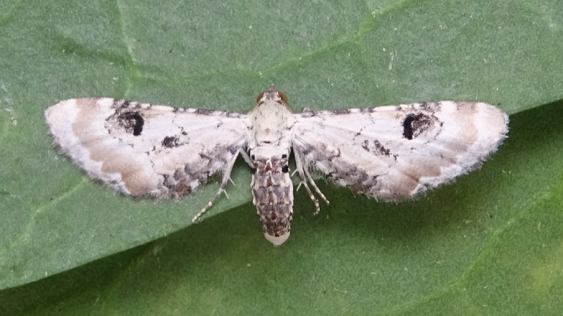 Lime-speck Pug