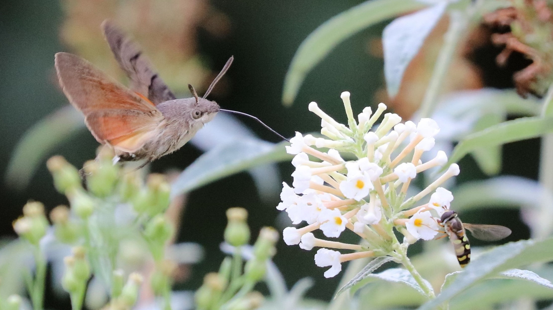 Hummingbird Hawk-moth 