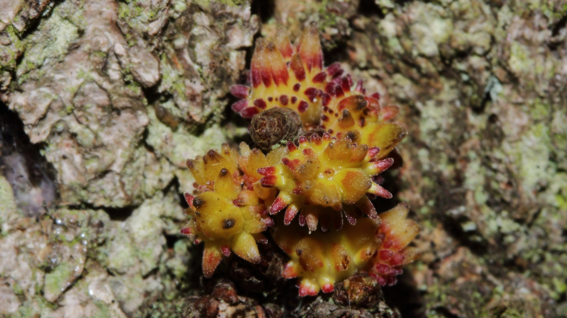 Rosebud Gall 